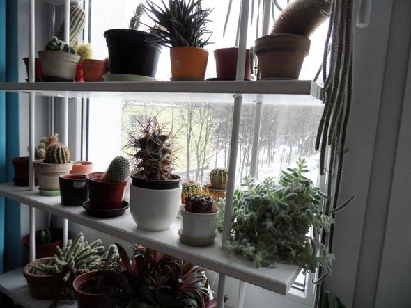 mein Kakteenfenster - (Pflanzen, Garten, Pflanzenpflege)