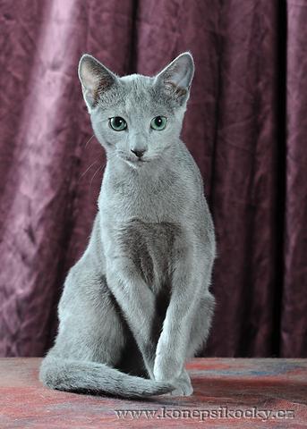 Russisch Blau Kitten - (Katze, Allergiker-Katzen)