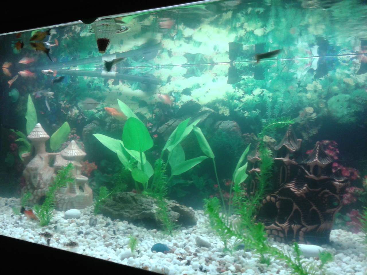 Trübes Aquariumwasser (Wasser, Aquarium)