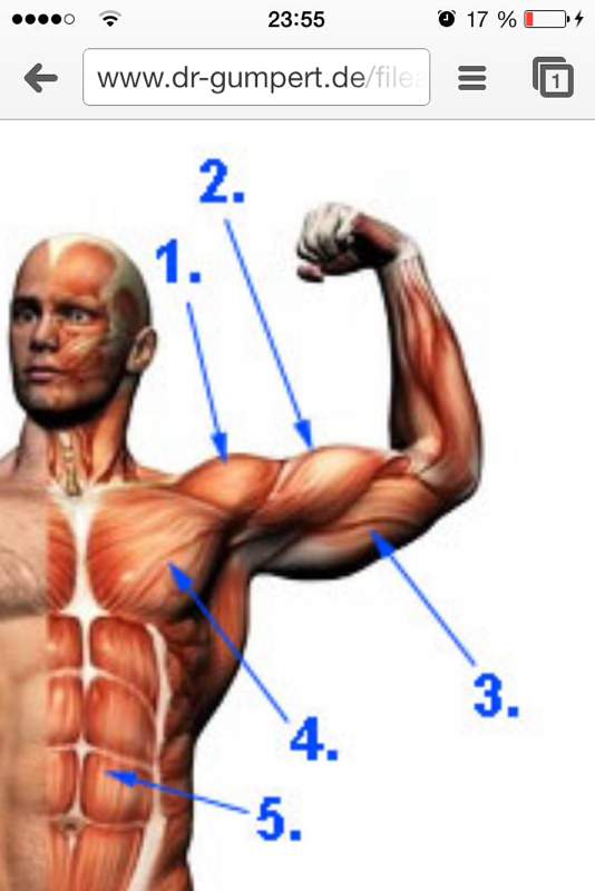 Bizeps zu schwach für Liegestütze? (Sport, Training, Bodybuilding)