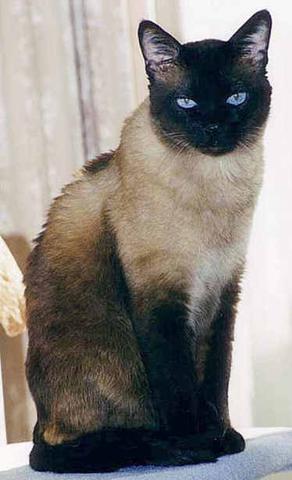 Siam mit Sealpoint - (Warrior Cats, anführerin)