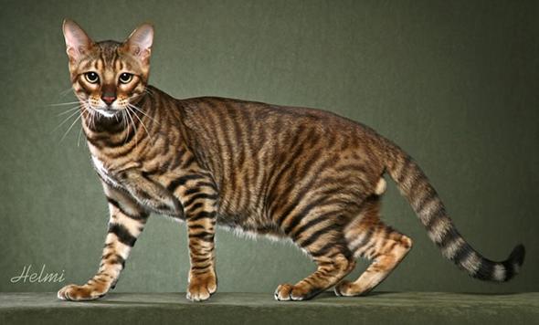 Toyger - (Warrior Cats, anführerin)