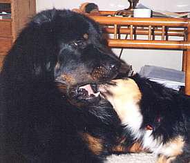 Do-Khyi Maxe und Gomtu - (Hund, Hundeerziehung, Hundeverhalten)