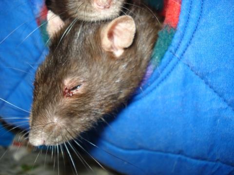  - (Verletzung, Ratten)