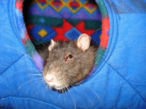  - (Verletzung, Ratten)