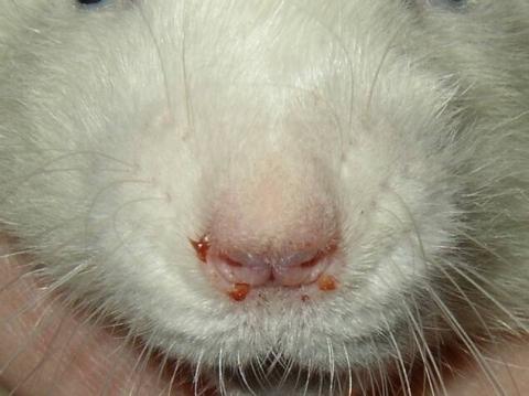 leichte "Blutnase" bei einer Ratte - (Verletzung, Ratten)