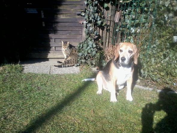 Zusammen in der Frühlingssonne - (Tiere, Hund, Katze)