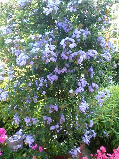 Bougainvillea nach dem Überwintern? (Garten)