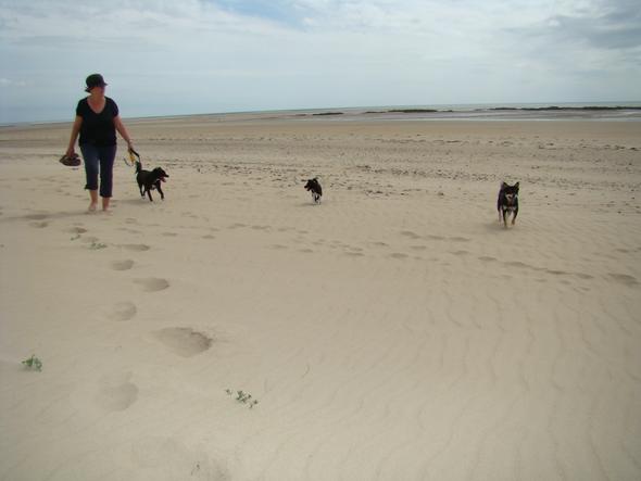 Normandie mit hunden - (Tiere, Hund, Urlaub)