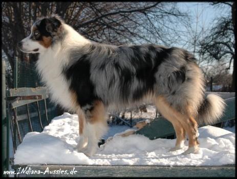 Gibt Es Eine Ruhigere Variante Des Border Collies Border Collie