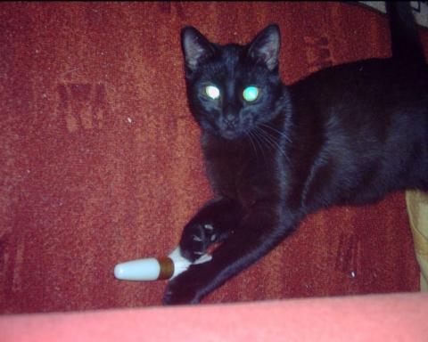 Bilduntertitel eingeben... - (Katzen, Katzenklo)