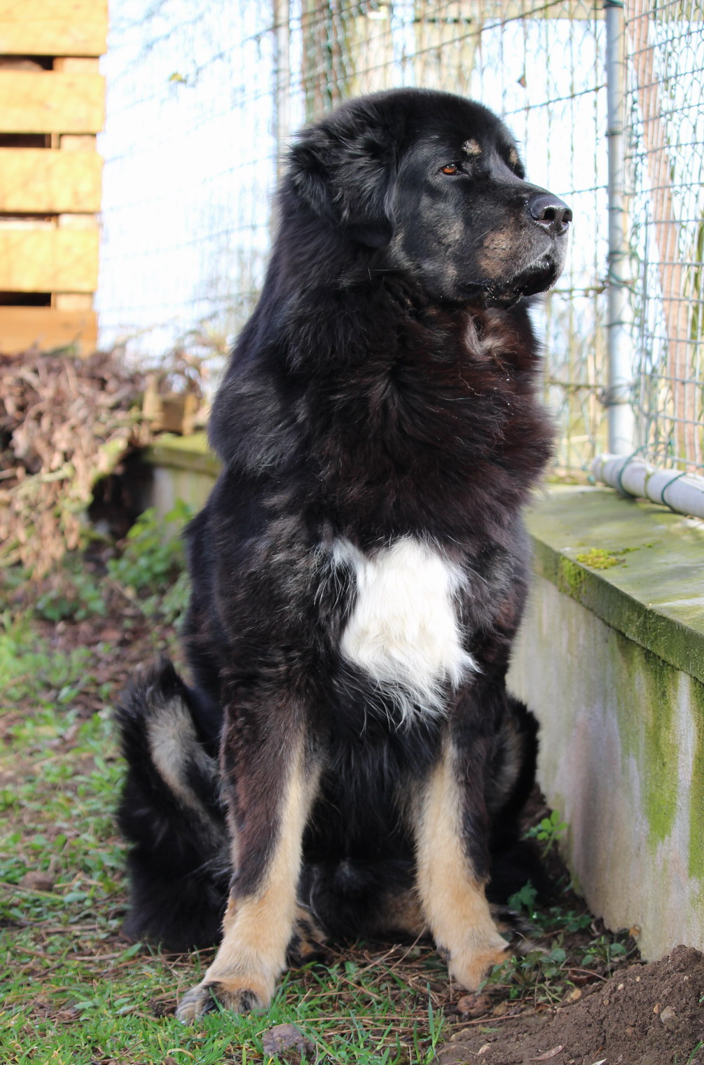 Wie schneide ich meinem Hund das Fell? (Hundeerziehung, Hundefriseur