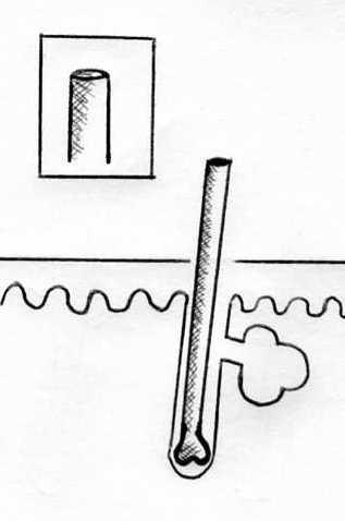 wachsen die nasenhaare dann dicker und