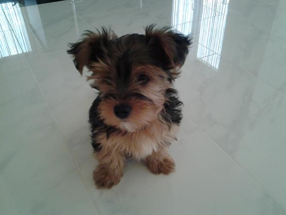 Mein Hund - (Hund, suche , Haarausfall)