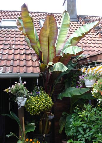 Musa - (Pflanzen, Blumen, Zimmerpflanzen)