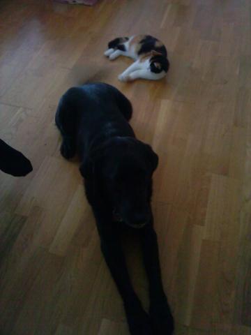 - (Hund, Knochen)