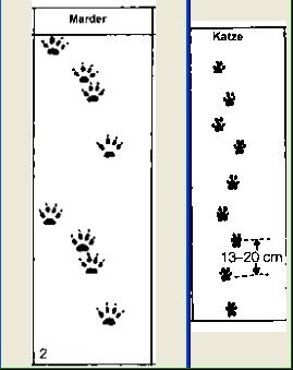 Marder Oder Katze Welche Spuren Sind Das Auf Meinem Auto Tiere Katzen Natur