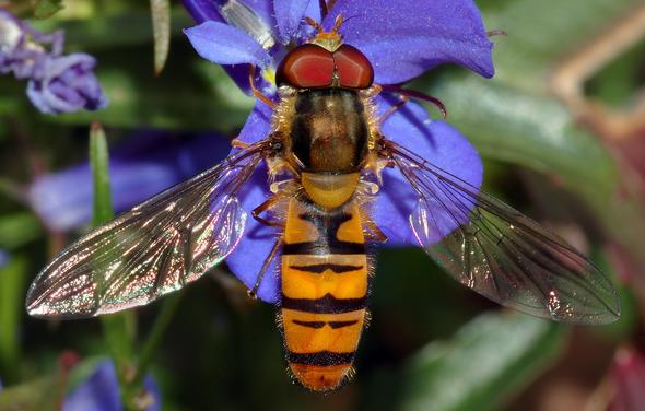 Stechfliege - (fliegen, Insekten, Bienen)