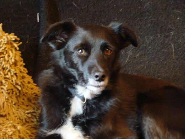 mein border mix - (Tiere, Hund, Freundin)