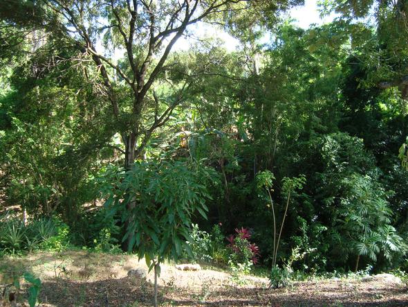 Blick auf unsere Finca - (Krebs, Tee, Heilung)
