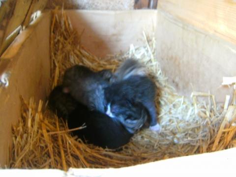 - (Katzen, Katzenbabys)