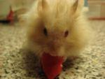 das ist er --> mein süßes knöpfchen - (Tiere, Haustiere, Hamster)