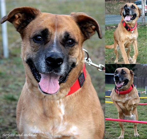 das ist cora vom tierheim plauen - (Hund, Hunderasse)
