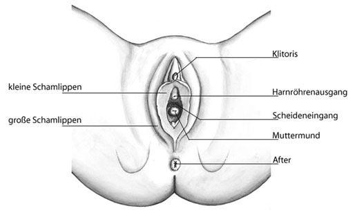 weibliche Geschlechtsorgane - (Periode, Selbstbefriedigung) 