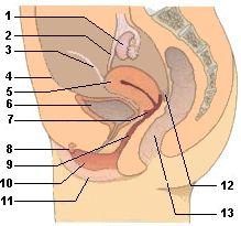 Tampon Selbstbefriedigung Periode Tampon Selbstbefriedigung Periode