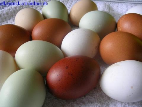 Eier unserer Hühner - (essen, Eier, Hühner)