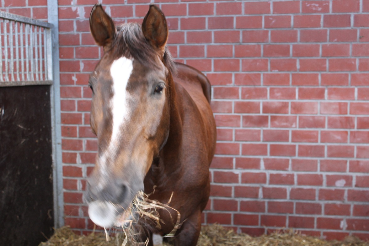 wie alt wird ein trakehner? (Pferde,