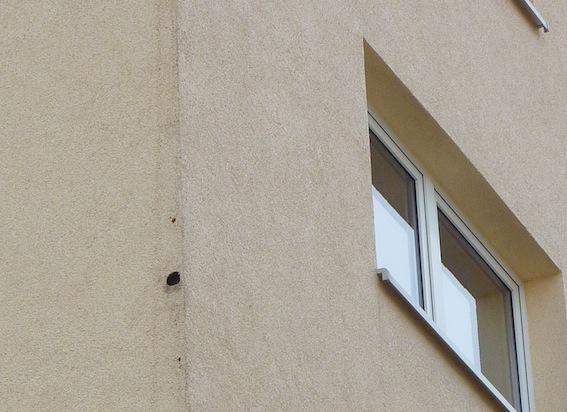 Bruthöhle in gedämmter Fassade - (Tiere, Maus, Vögel)