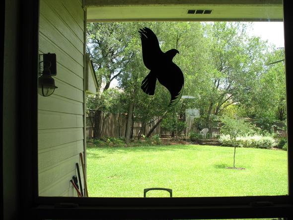 Solche schwarzen Vögel meine ich  - (Vögel, Fenster)