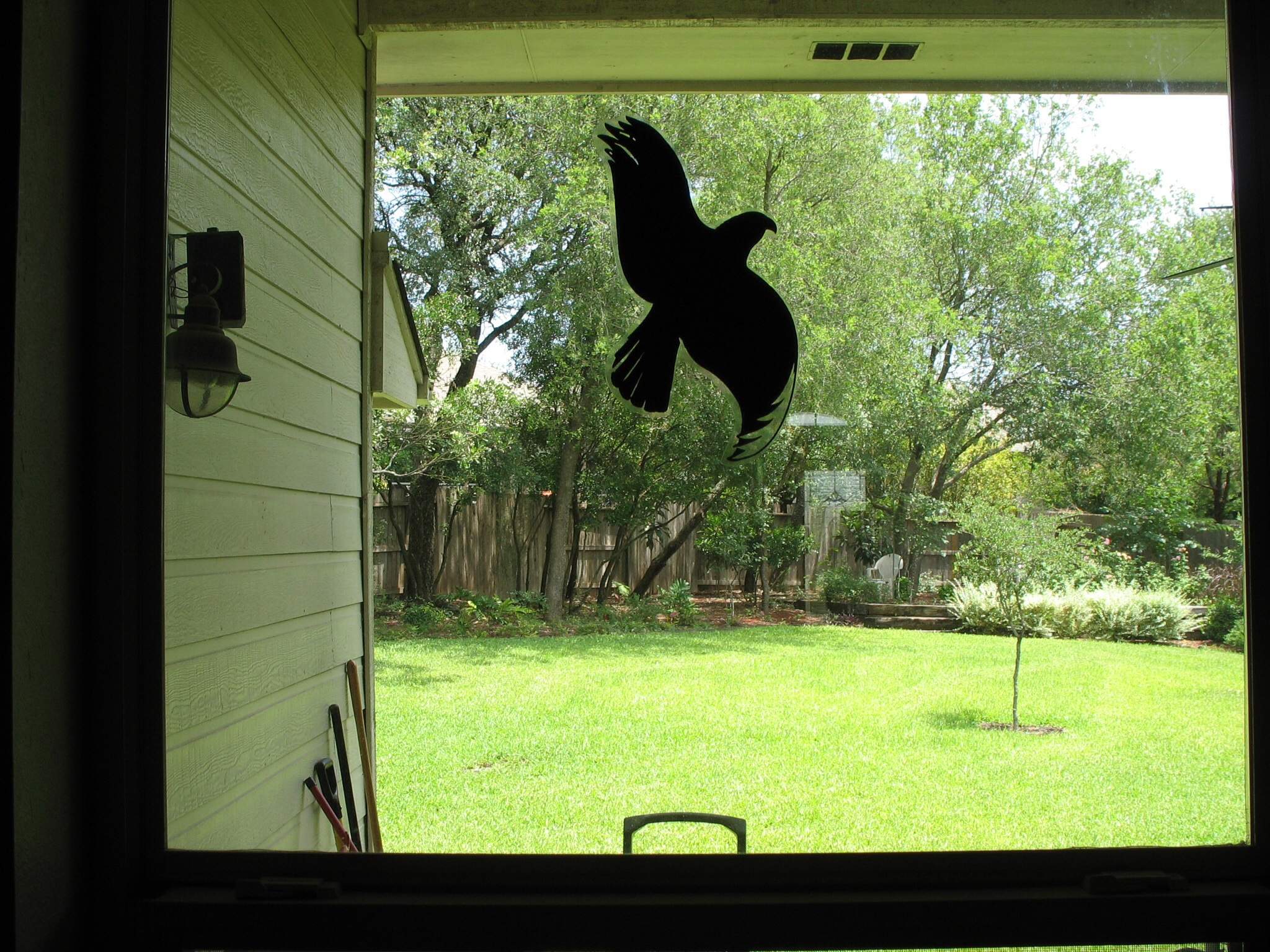 Vogel fliegt/pickt andauernd gegen Scheibe? (Vögel, Fenster)