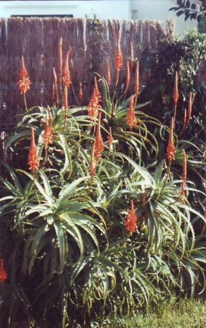 Aloe blüht im Winter! - (Garten, Ratgeber, Pflanzen)
