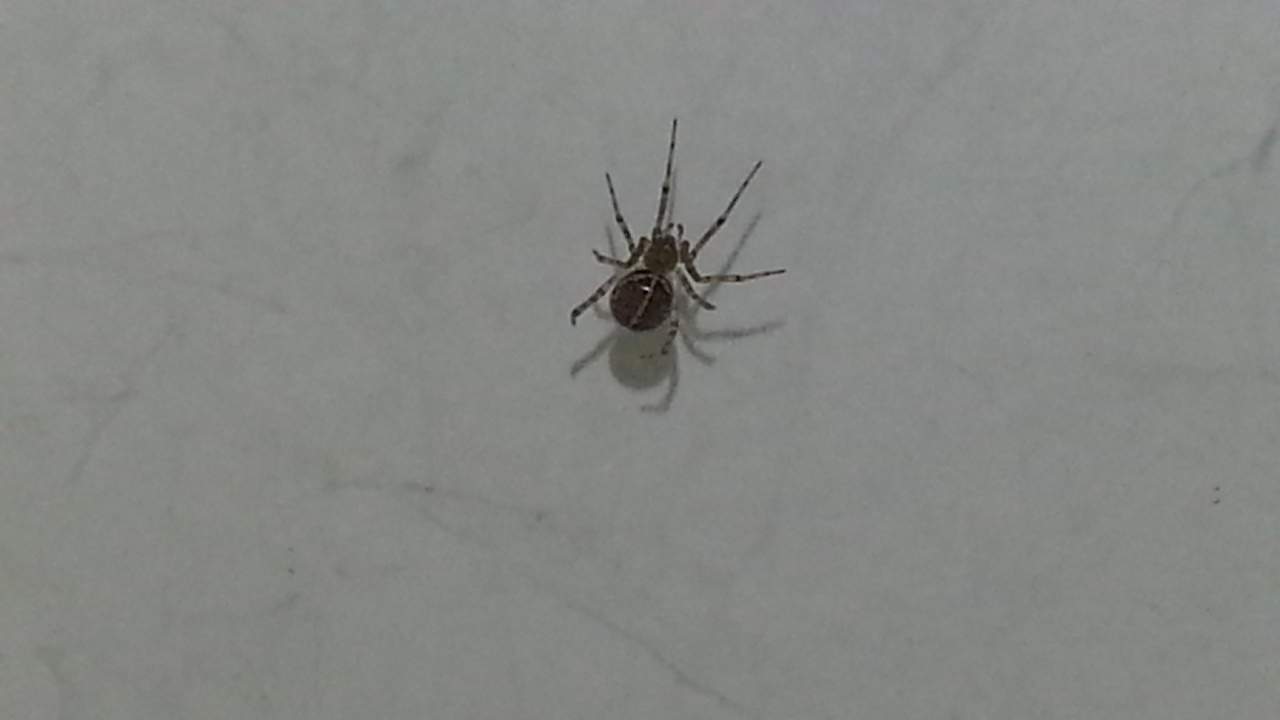 Welche spinne is das am meiner zimmer decke? (Spinnen)