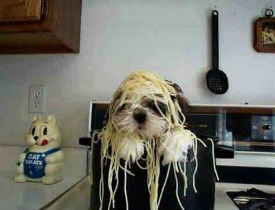 Spaghettialdentehund - (honigkuchenpferd)