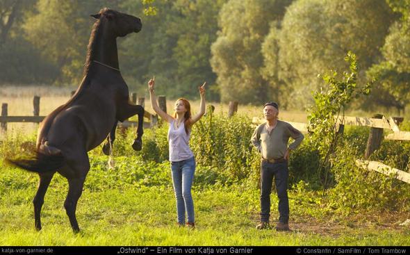 Pesade - (Pferd, Pony, Shetlandpony)