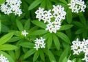 - (Garten, Pflanzen, Art)