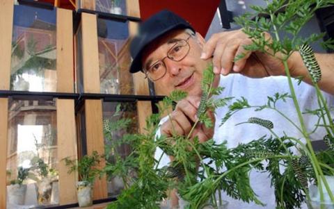 Schwalbenschwanzraupen an Fenchel. - (Insekten, Zucht, Schmetterling)