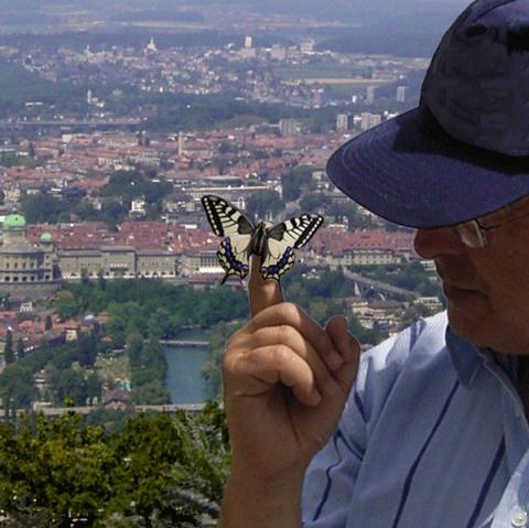 Ein frisch geschlüpfter Schwalbenschwanz vor seinem ersten Flug in die Freiheit. - (Insekten, Zucht, Schmetterling)