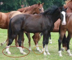 Pferd mit sehr weicher Befesselung - (Gesundheit, Sport, Pferd)