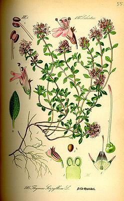 Kreuzblütengewächse vom Garten Brassicaceae Pflanzen für Herbarium 