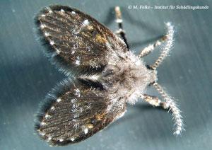 Schmetterlingsmücke - (Tiere, Wohnung, Haushalt)