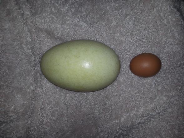großes Ei gefunden - (Vögel, Eier)