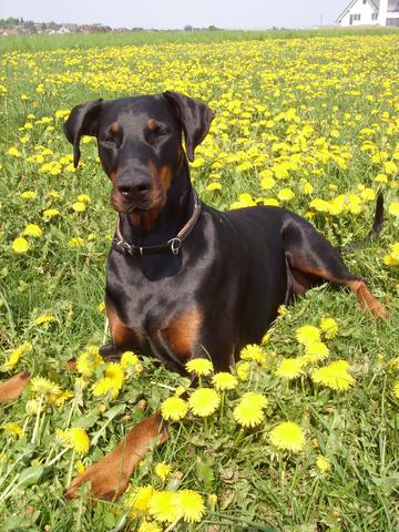 Best Of Berlin Dobermann Zuchter