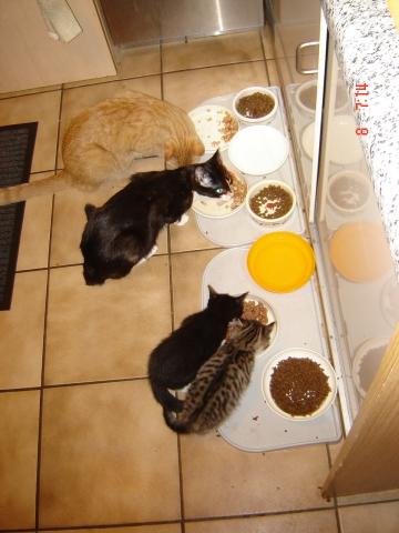 - (Tiere, Katzen, Ratgeber)