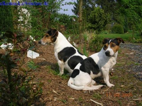 die wilden Jäger ;-) - (Tiere, Hund, Verhalten)