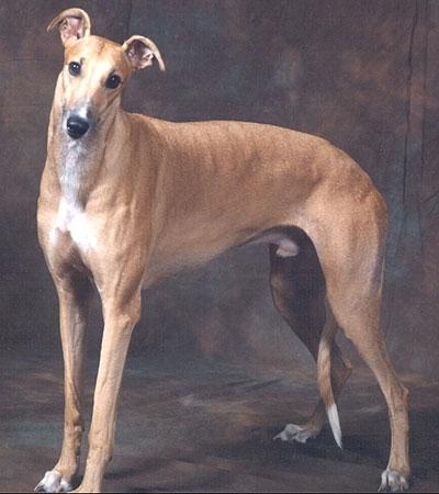 Greyhound - (Hund, hundrassen)