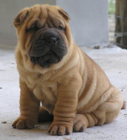 Shar-Pei - (Hund, hundrassen)